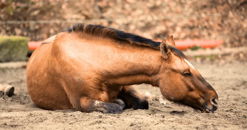 Horse Emergency & First Aid category