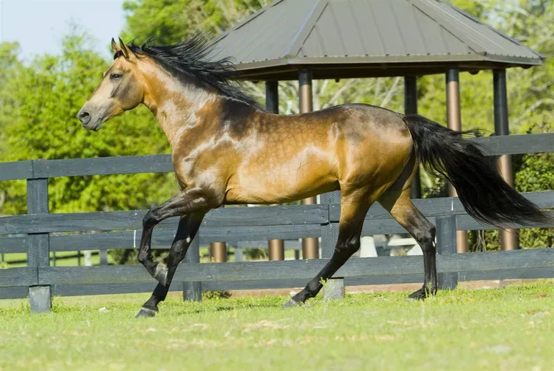 Nutrition & Feeding category