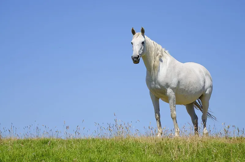 Horse Breeding category