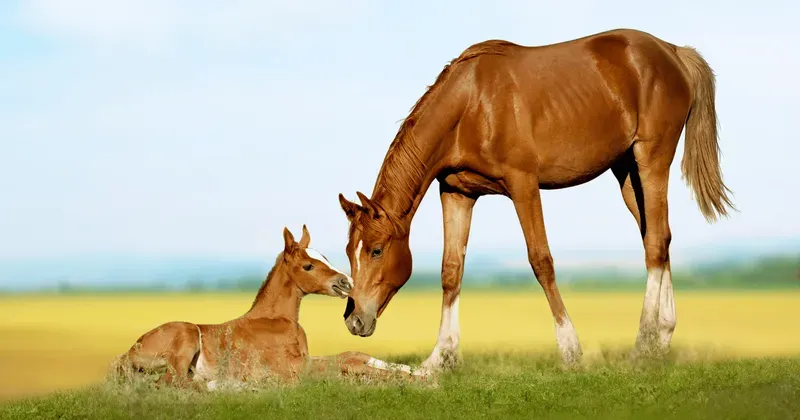 Horse Breeding category