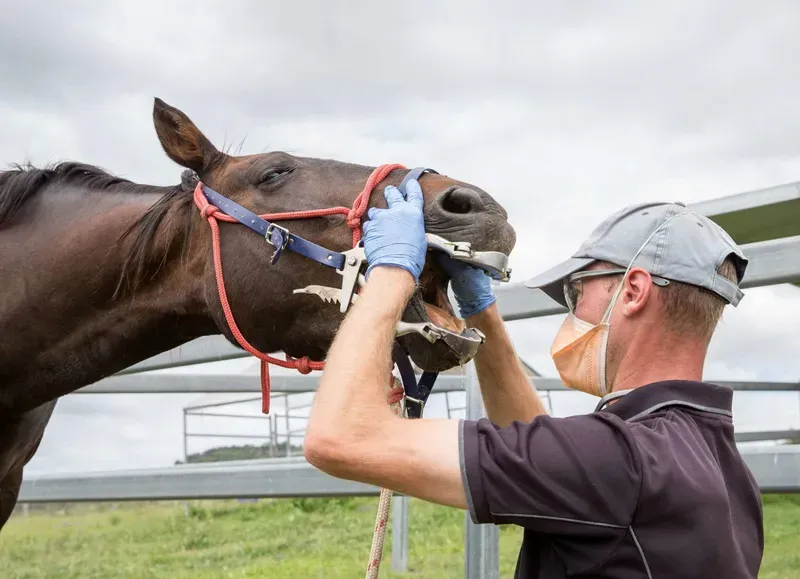 Horse Dental category
