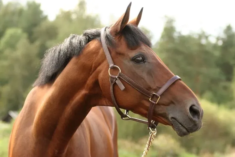 General Horse Care category