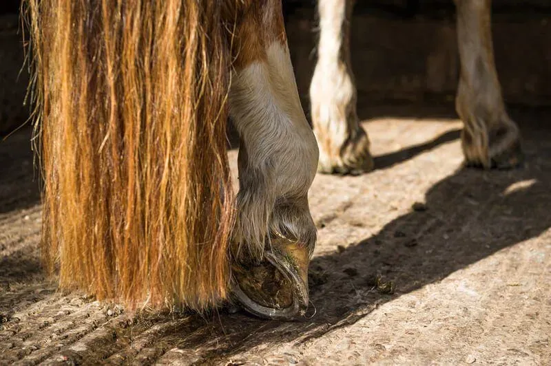 Hoof Care & Lameness category