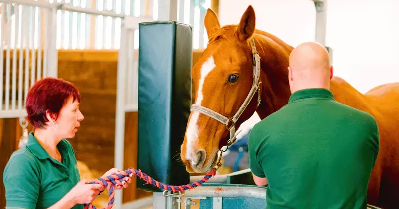 Horse Emergency & First Aid category