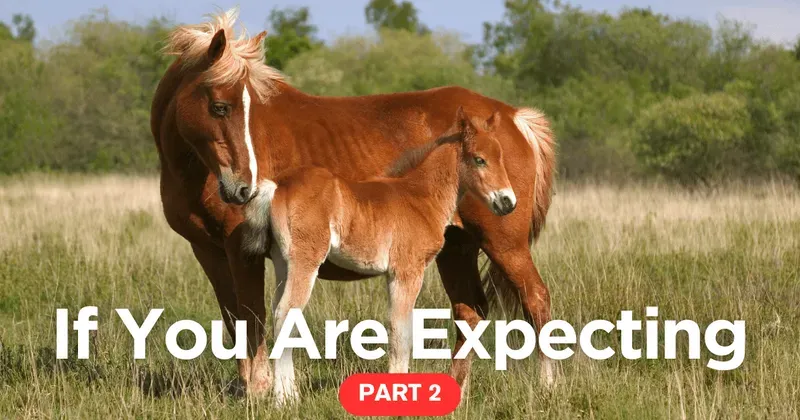 Horse Breeding category