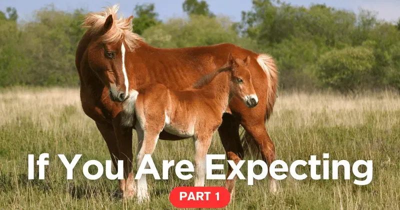 Horse Breeding category