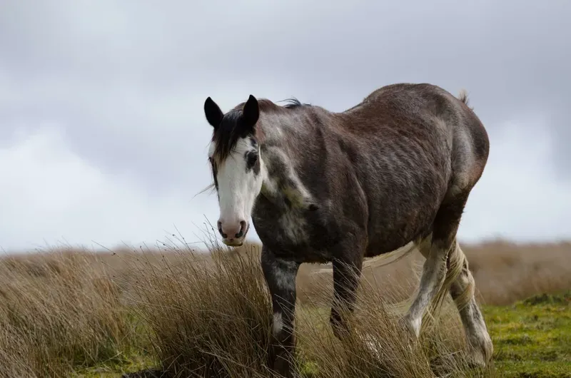 Nutrition & Feeding category