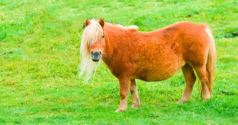 Horse Breeding category