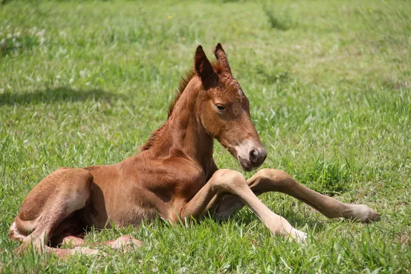 Horse Breeding category