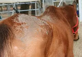 Skin & Coat Conditions category