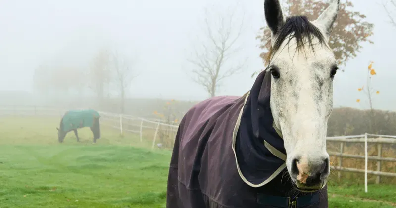 Seasonal Care category