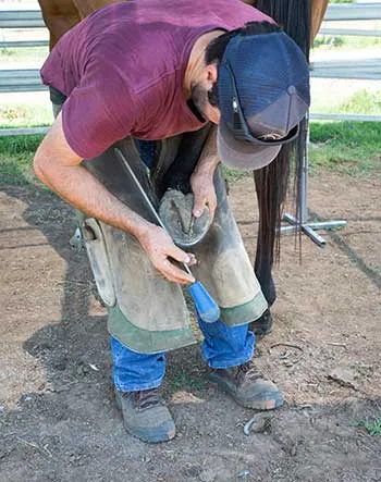 Hoof Care & Lameness category