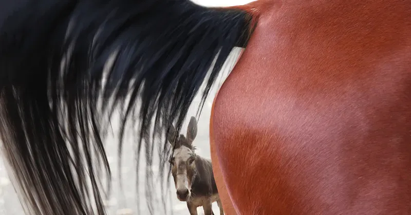 Horse Emergency & First Aid category