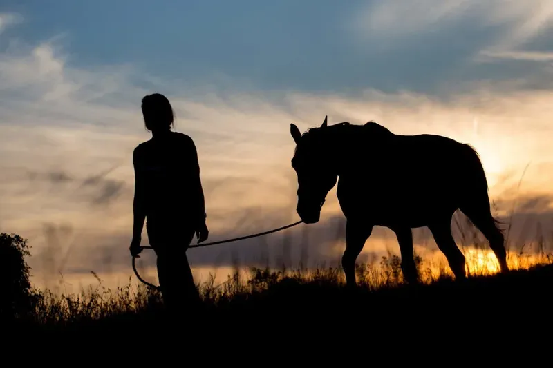 Horse Emergency & First Aid category
