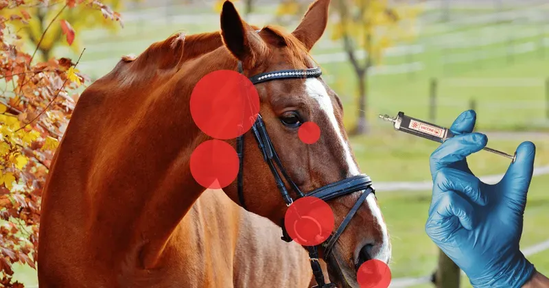 Vaccination category