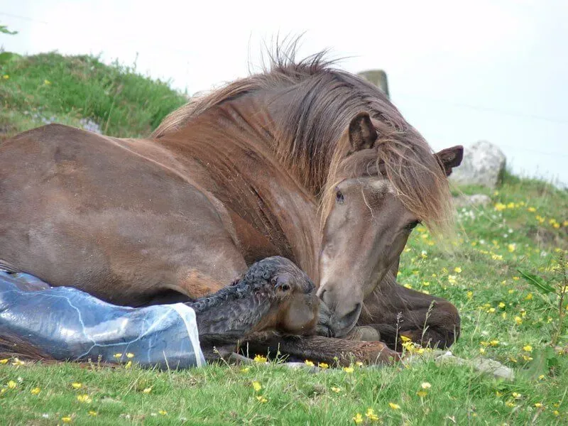 Horse Breeding category