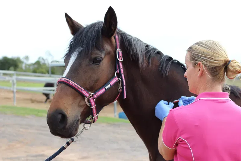 Horse Breeding category