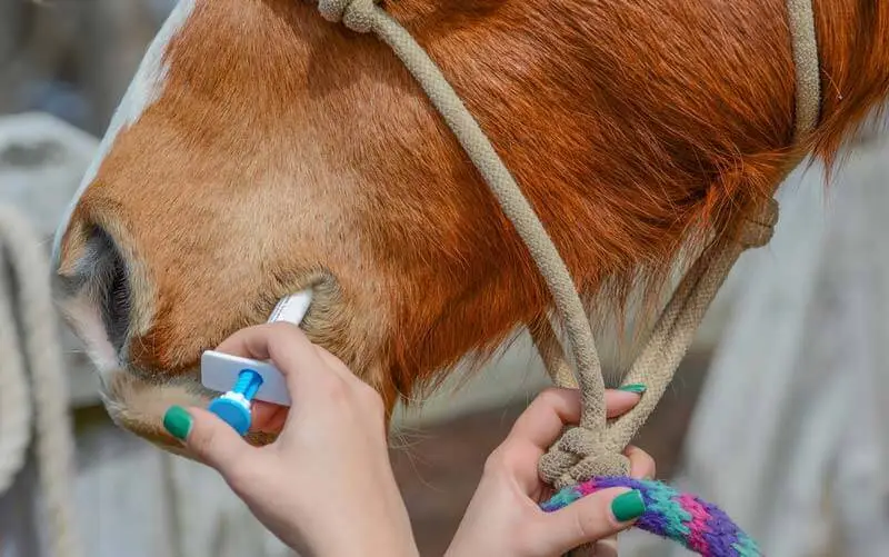 Worming & Parasites category