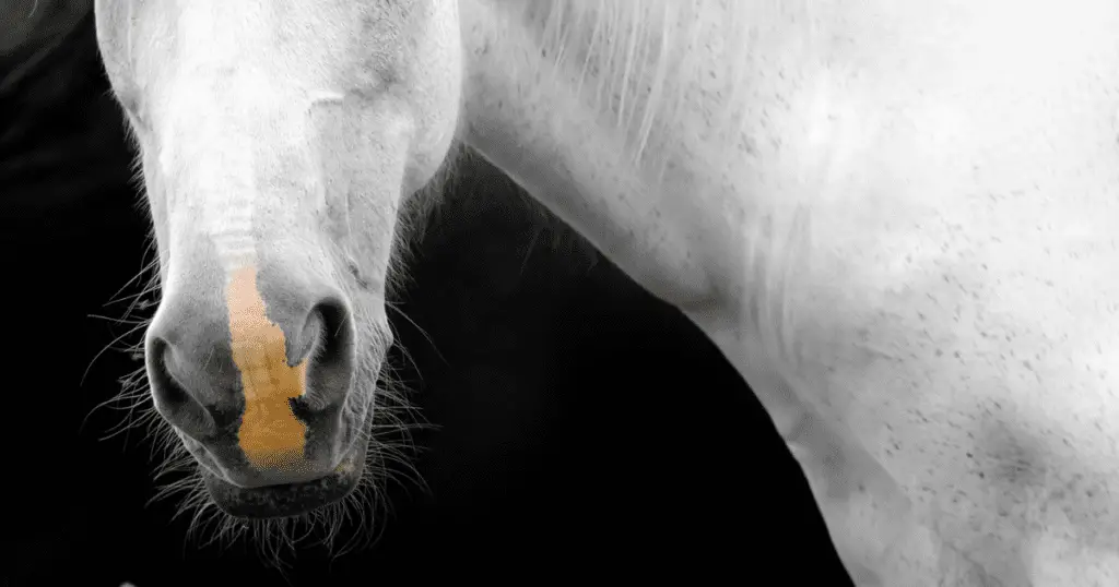 green nasal discharge in horses