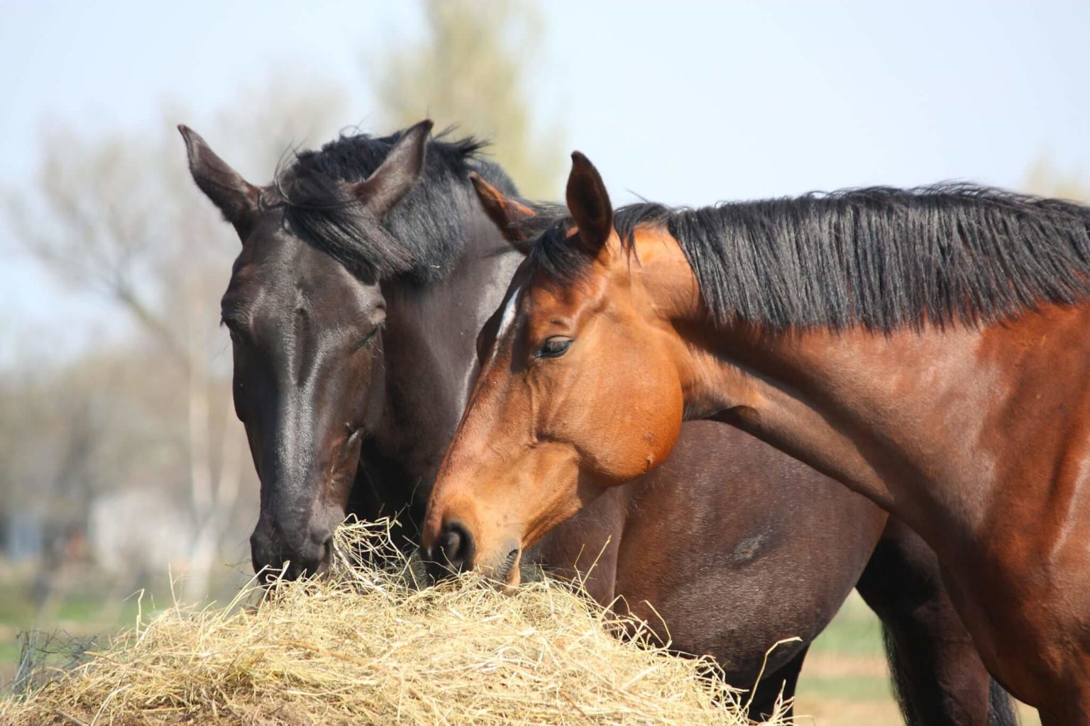 My horse’s eye is swollen. What should I do? Exclusively Equine