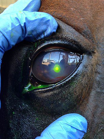 horse-eye-staining2