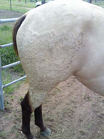 horse-skin-condition2
