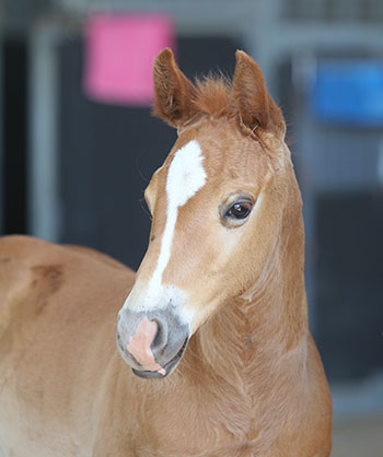 horse-vet-foals