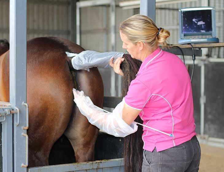 horse-vet-mare-scan