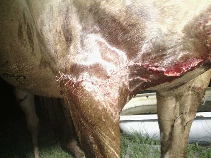horse-wound-healing