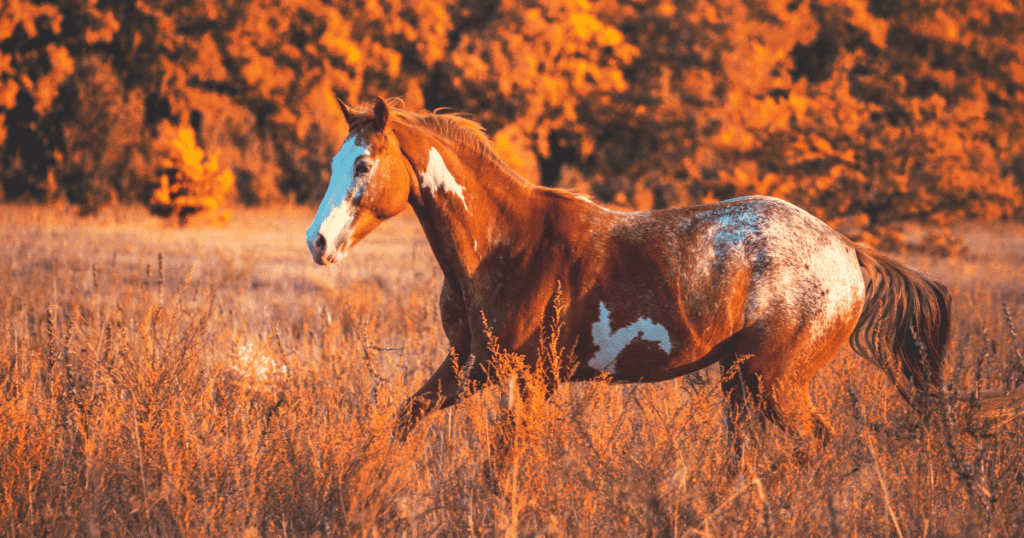 Tips for Summer Horse Care