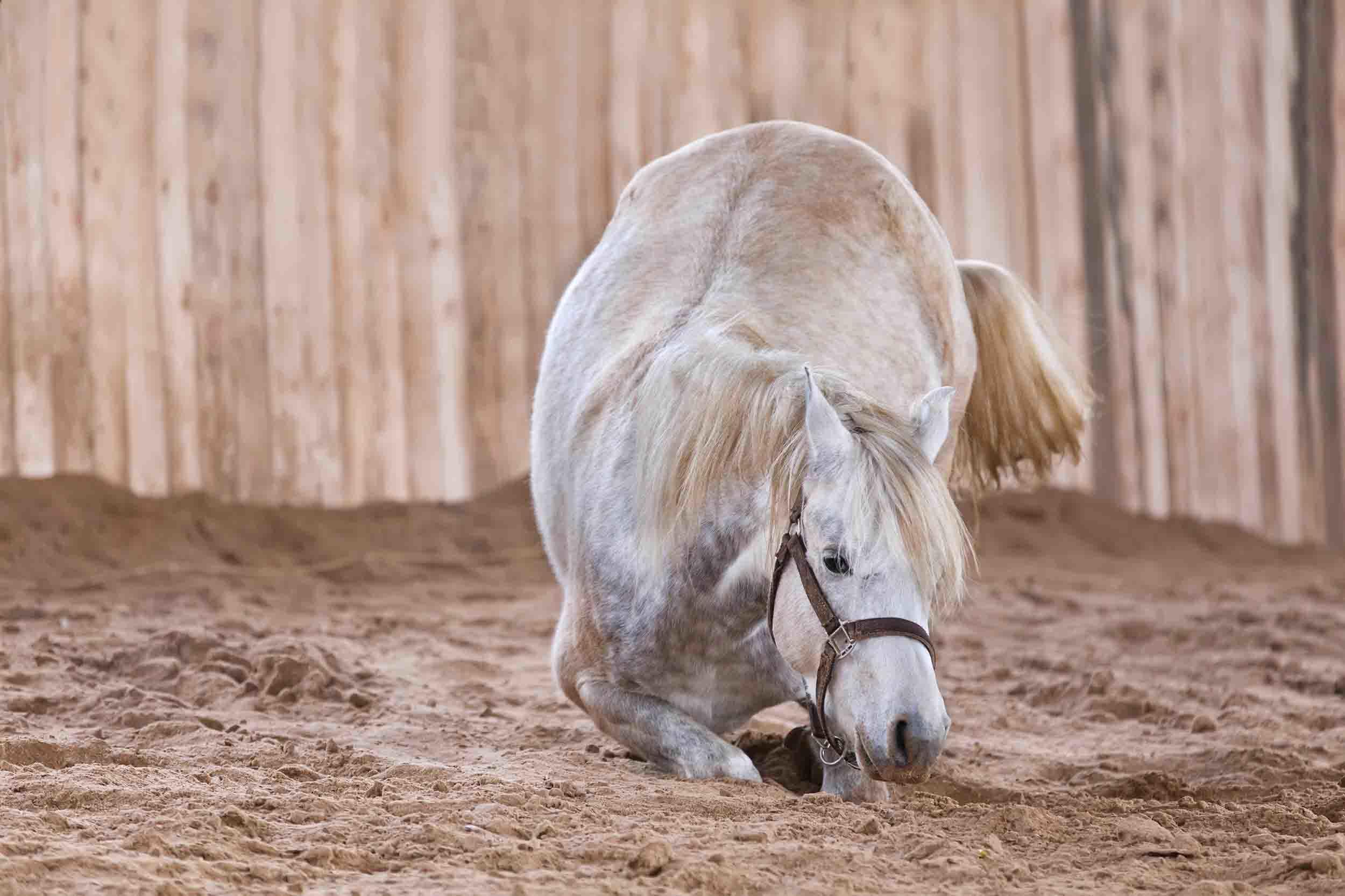 Can worming my horse cause colic? - Exclusive Equine Veterinary Services