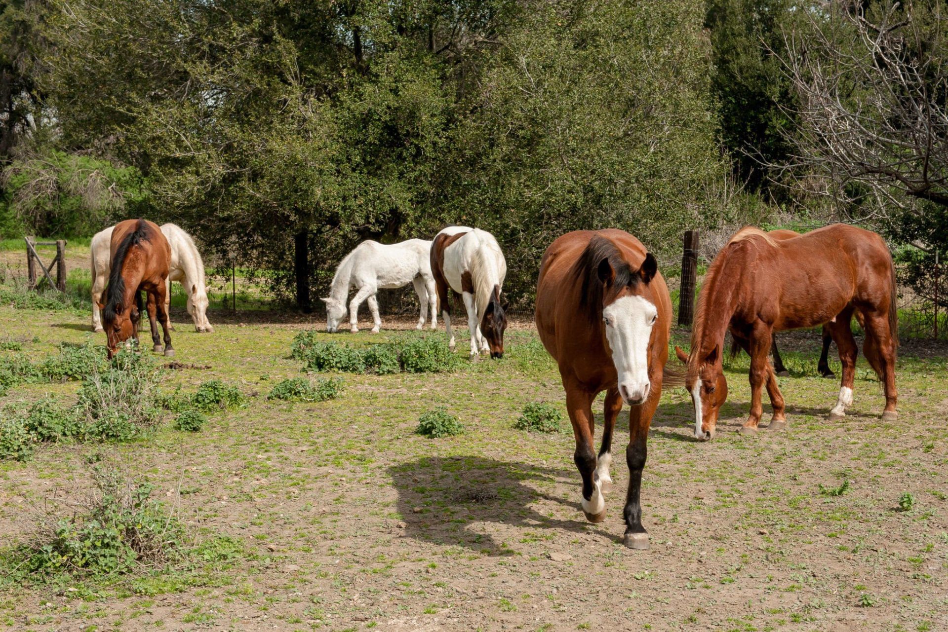 colic sand prevent horse equine