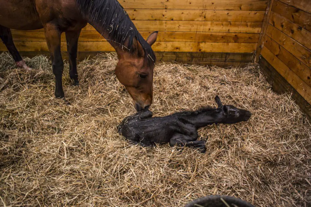 Mare Foaling Signs: 8 Signs of Foaling When Your Mare is Ready for ...