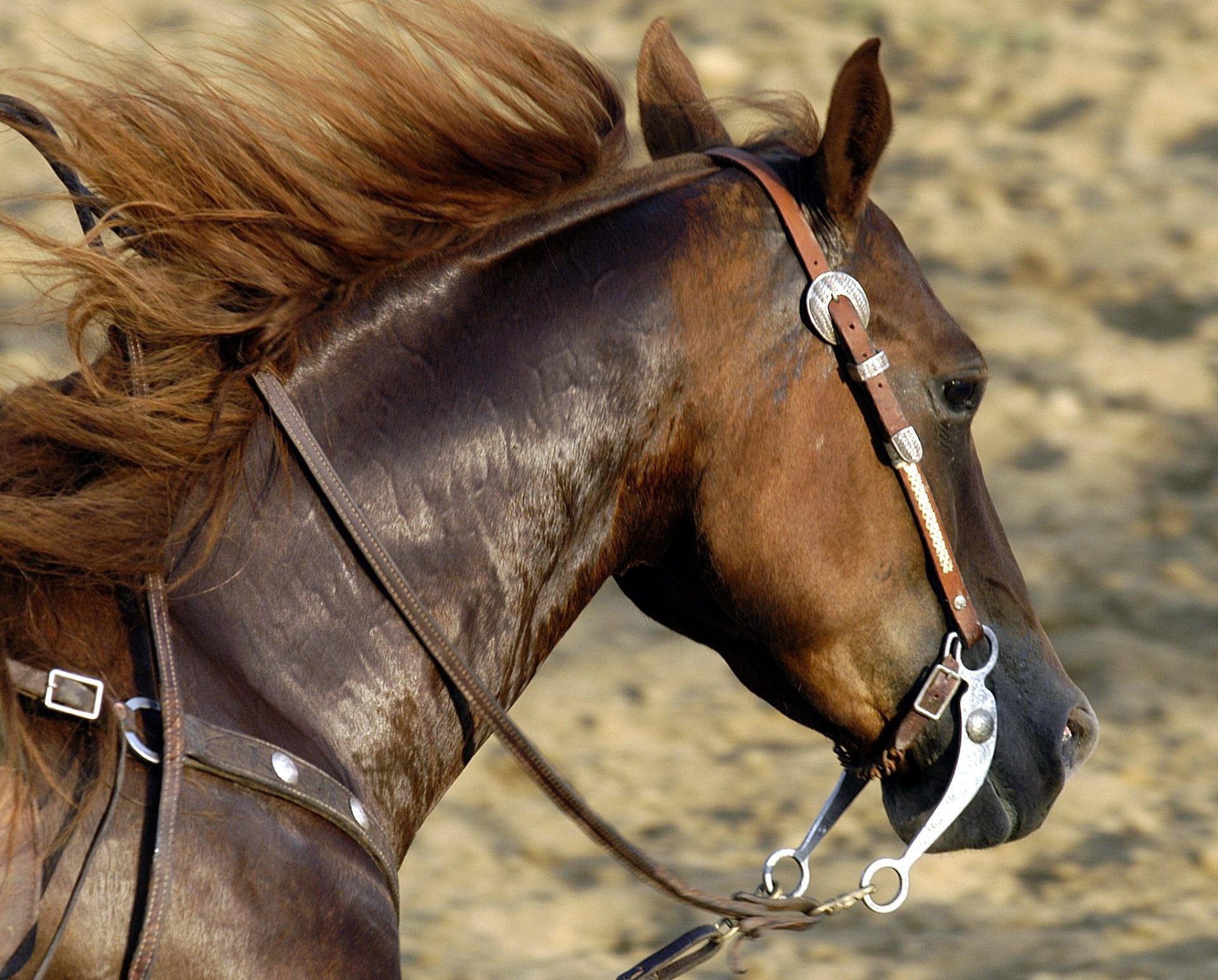 what-type-of-salt-is-safe-for-horses