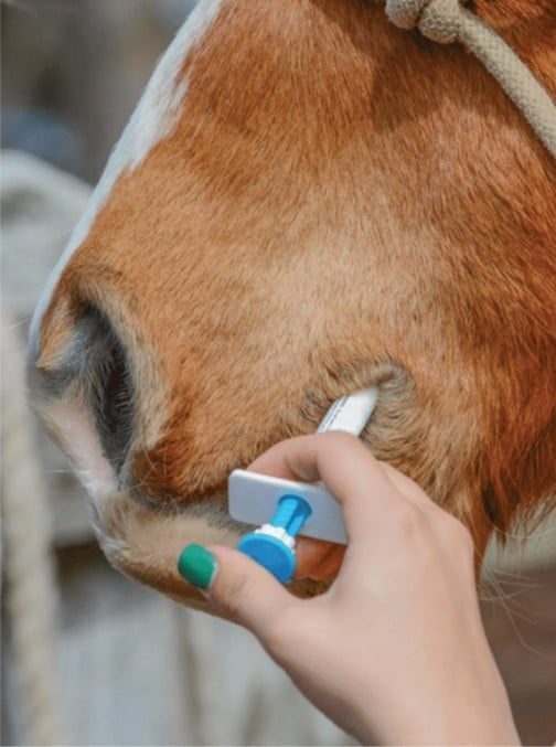 worming a horse
