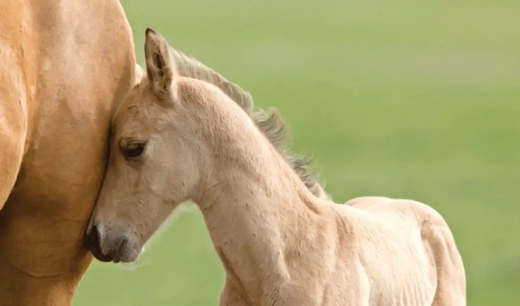 the-why-what-where-when-and-how-of-breeding-exclusively-equine