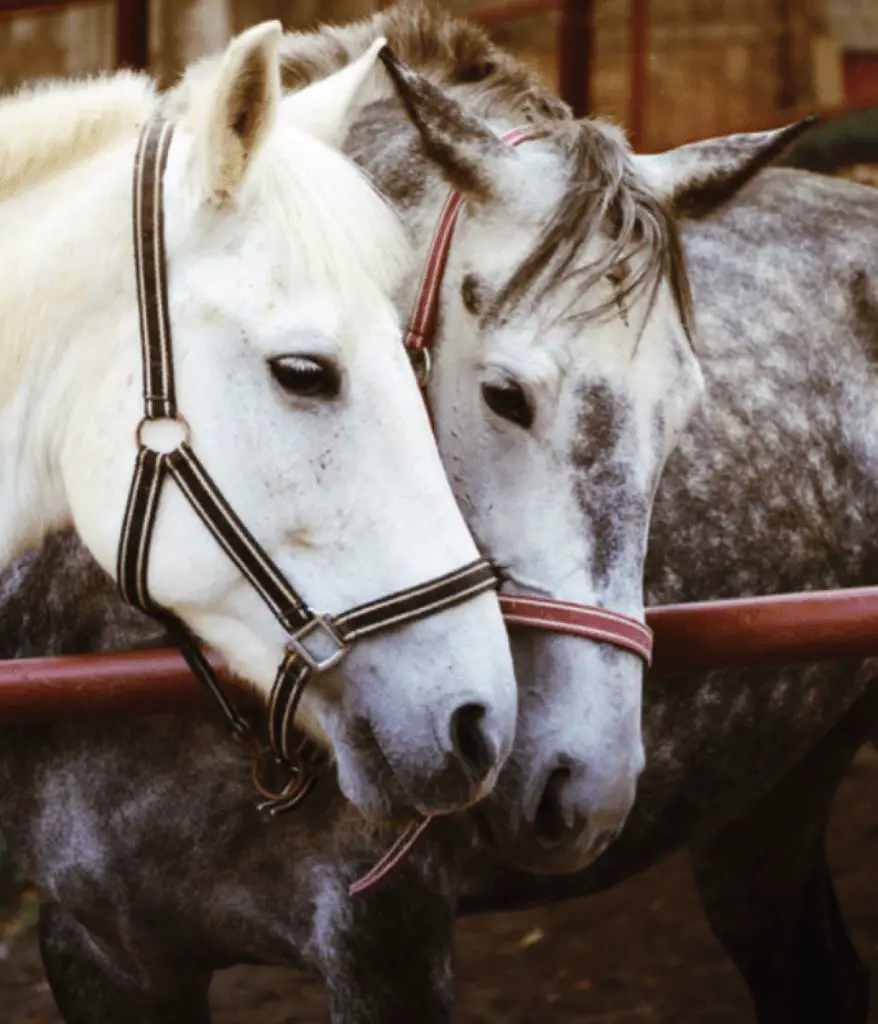 The Why, What, Where, When, And How Of Breeding - Exclusively Equine