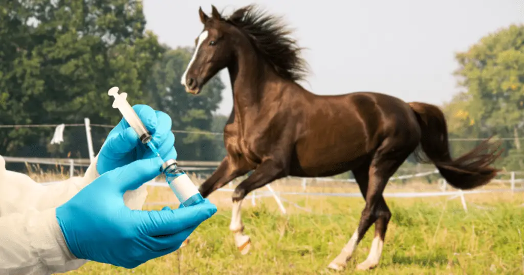 Horse IM Injection