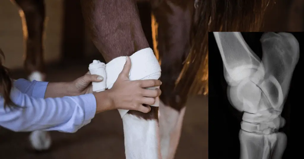 How To Bandage a Horses Hock- Complete 7-Step Guideline