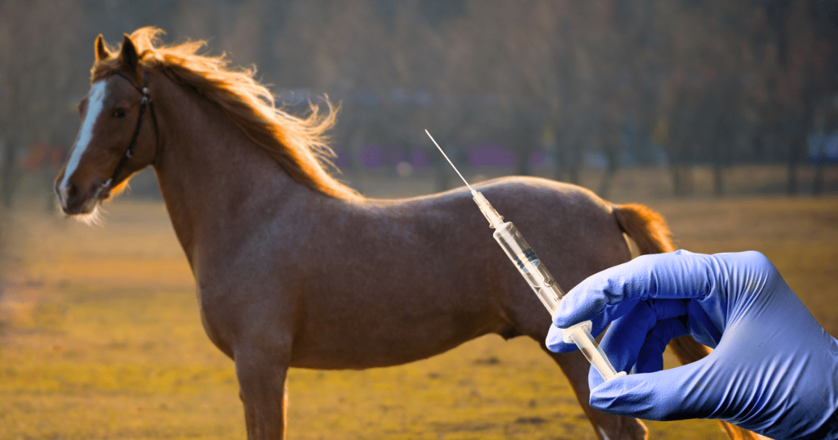 Horse IV Injection How to inject a horse IV (into the vein or