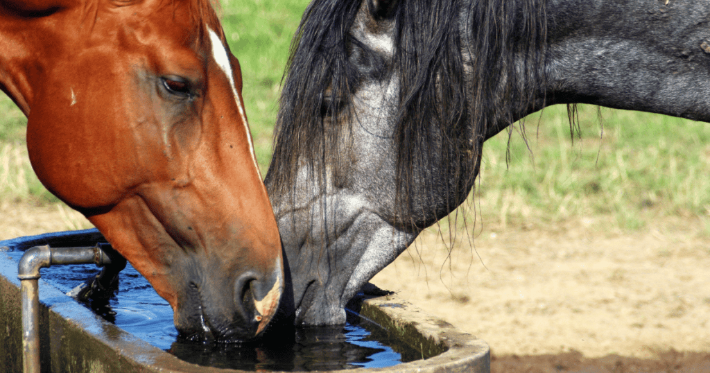 Keeping Your Horse Hydrated During Summer
