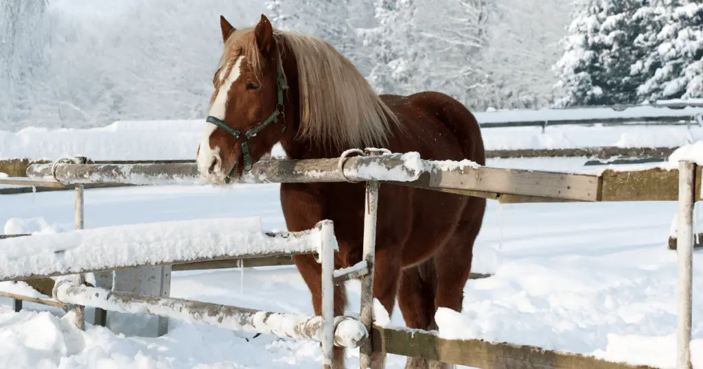 Winter Care for Senior Horses - My Old Horse Struggles in Winter. What Can I Do to Help Them?