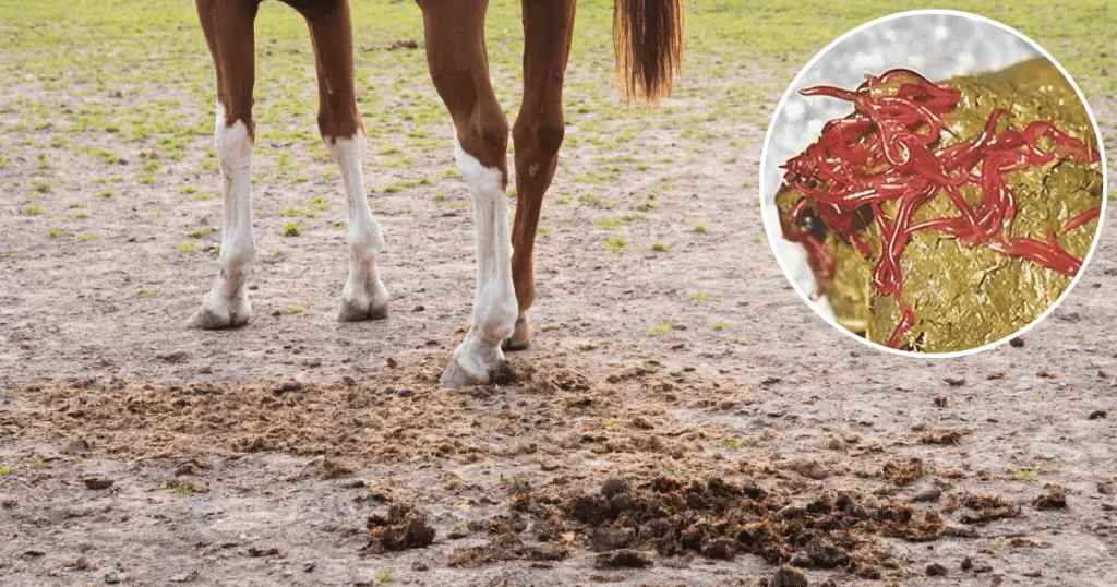 little red worms in horse poo