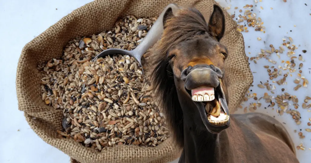 My horse ate chicken feed. Is he going to be okay?