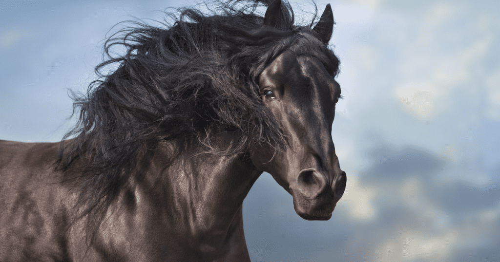 Preparing Your Stallion for Breeding Season
