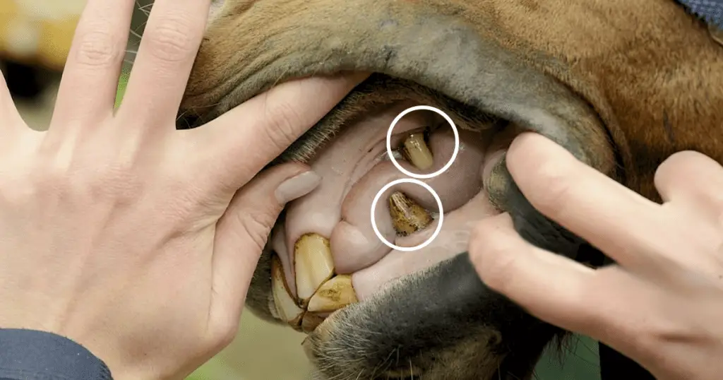 Should I remove my horses wolf teeth?