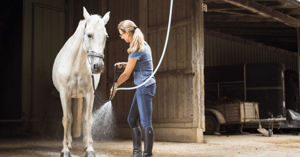 Keeping Your Horse Hydrated During Summer