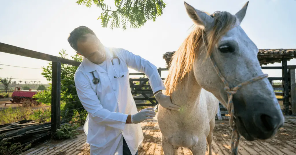 What do I need to vaccinate my horse for?