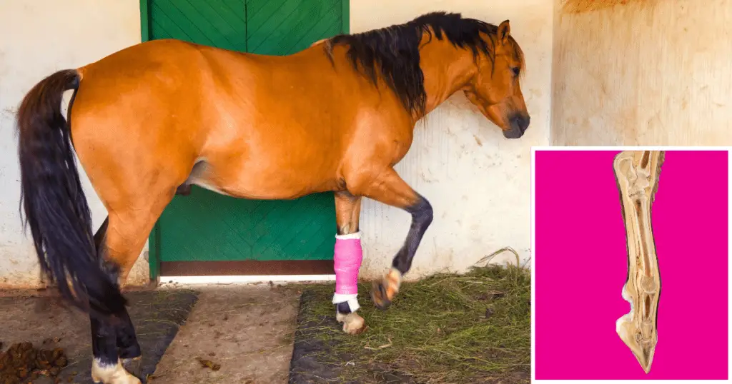 How to bandage a horses fetlock - Complete 6 Step guidelines with Video