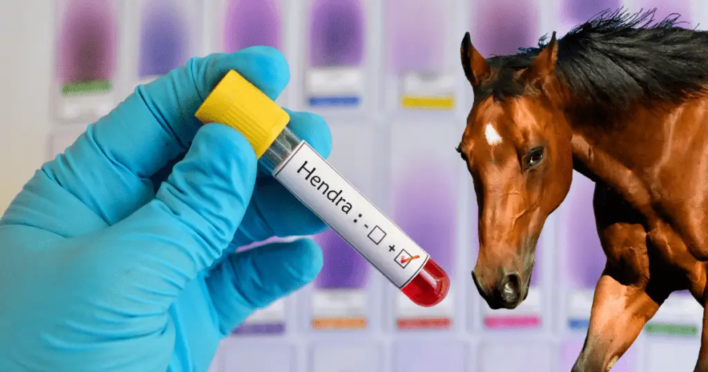 What is Hendra Virus and why vaccinate?